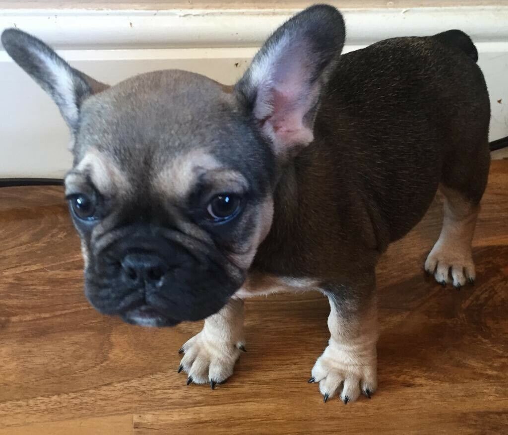 French bulldog puppies 9 weeks old KC registered lovely